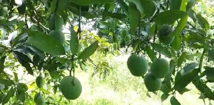 This single tree has 121 varieties of mango