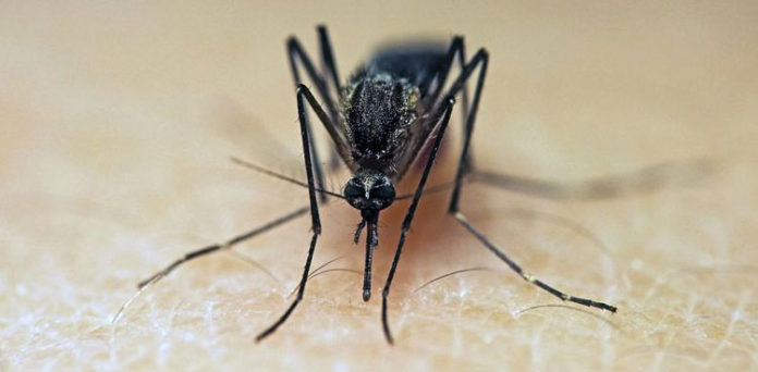 Malaria Mosquitoes