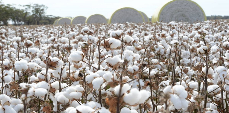 Cotton Prices pakistan