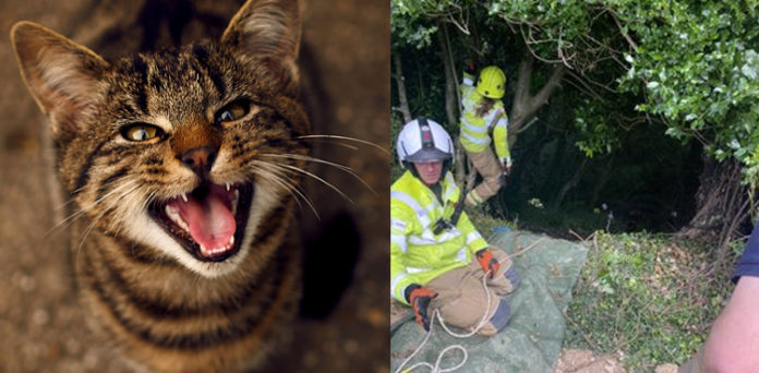 cat meows rescuers injured woman ravine england