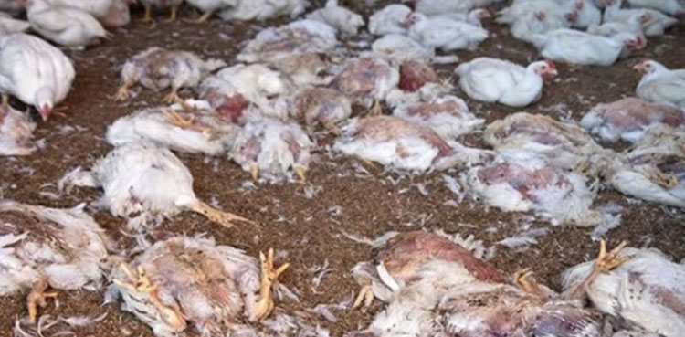 Two arrested for supplying dead chicken in Lahore