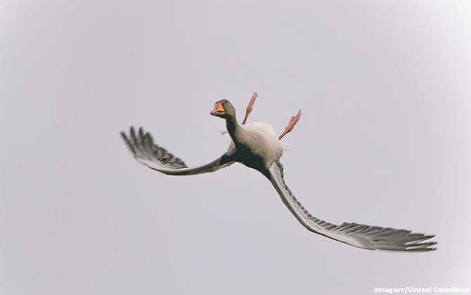 unusual photo goose flying upside down viral image