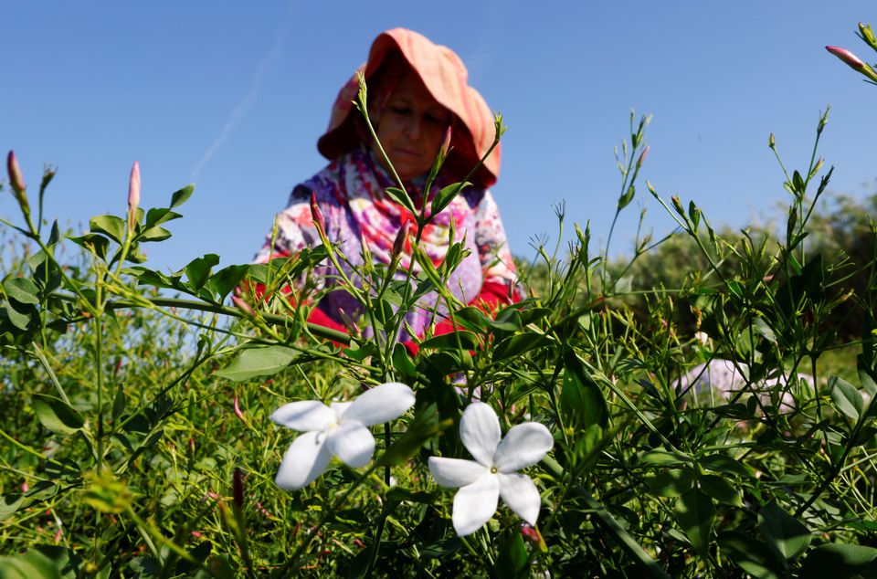 Jasmine Fields