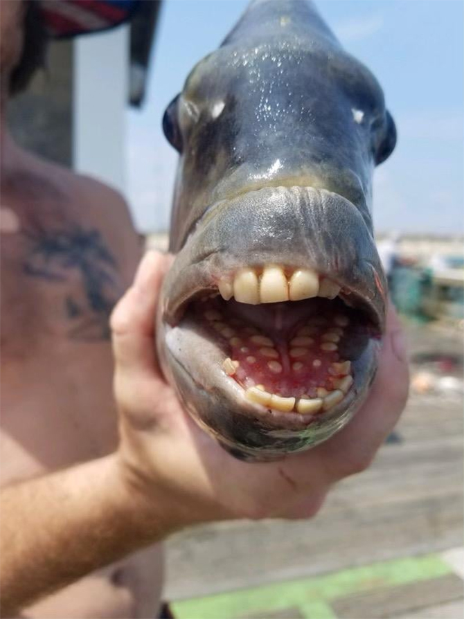 poor man crab sheephead unusual fish pictures north carolina