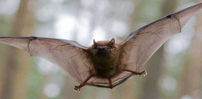 bat coronavirus