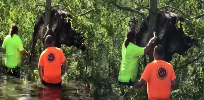 workers cow-rescue-stuck-tree