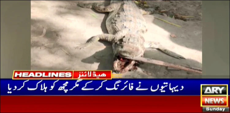 crocodile kill villagers firing jacobabad