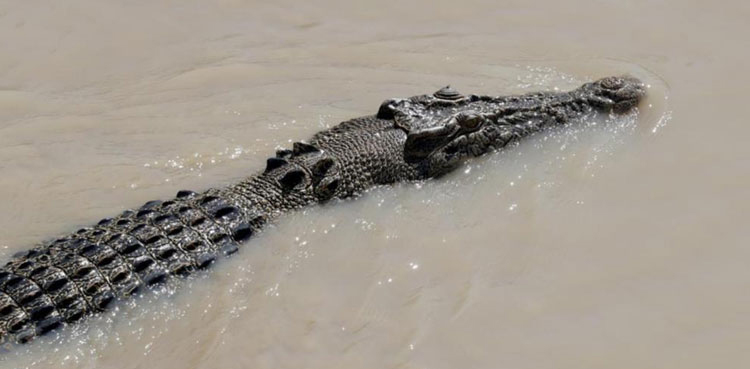 Thailand farm, crocodiles culled, floodwaters