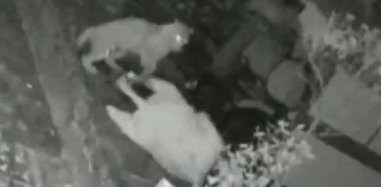 VIDEO: Leopard attack thwarted by elderly woman