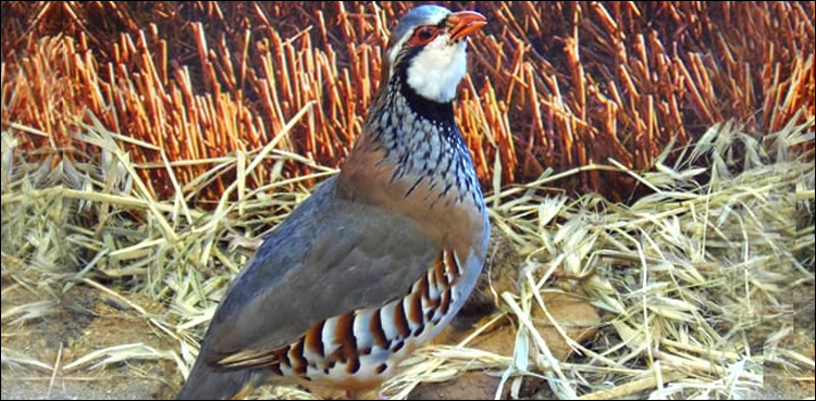 Punjab Wildlife raid, U-tuber arrested, partridges' illegal sale