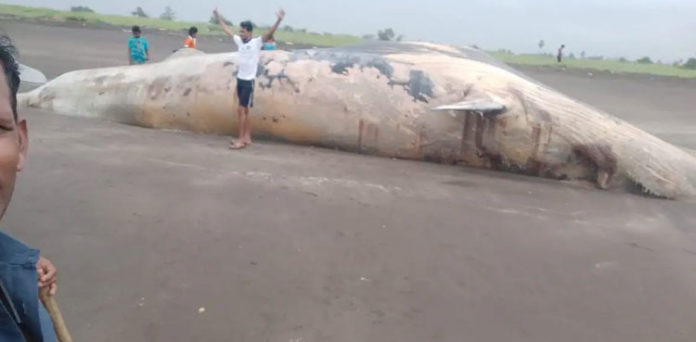 Whale carcass India maharashtra