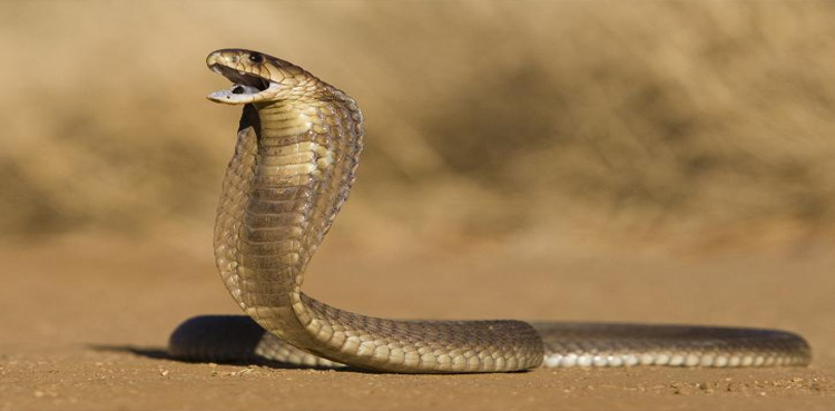 king cobra dies bite snake catcher