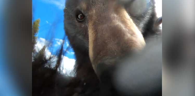 Bear Takes Adorable Selfies Cute Video Goes Viral 