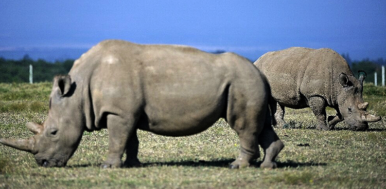 Northern white rhino breeding project