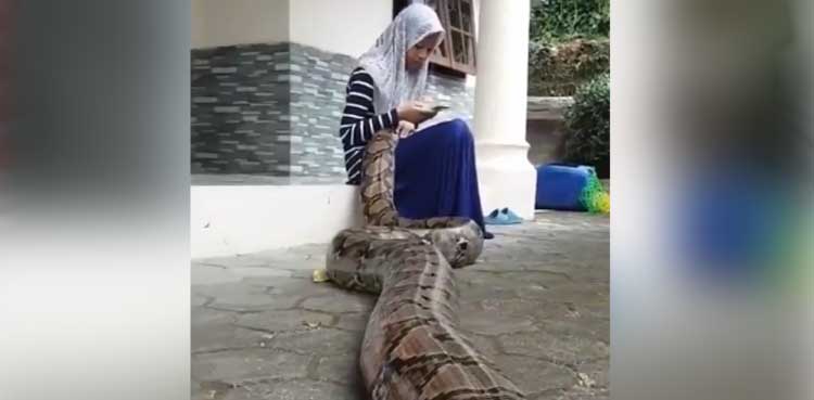 Video Of Woman Patting Giant Python Stuns Netizens