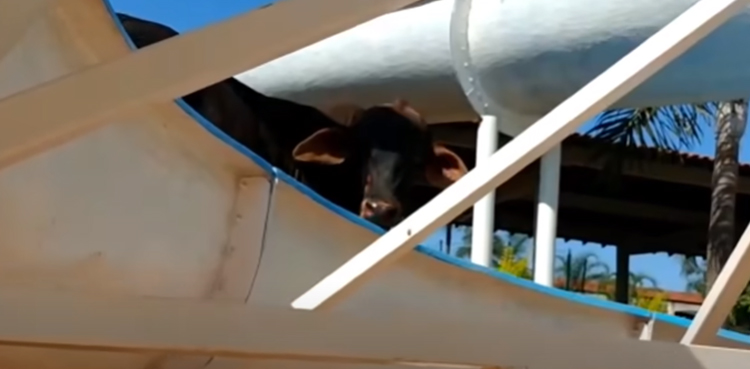 cow water slide water park viral video