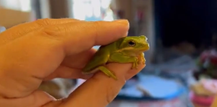 baby frog salad box baths bugs simon curtis