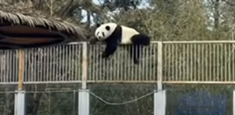 Giant panda tries to escape from enclosure at zoo, video goes viral
