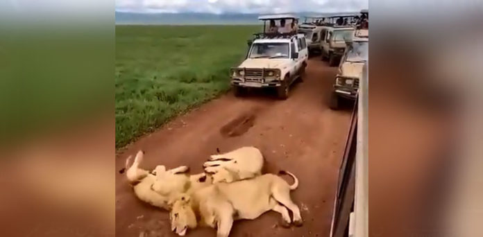 lions-resting-roadblock-safari-jungle