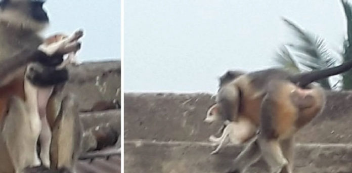 Revengeful Monkeys Killing 250 Dogs in Maharashtra Have Inspired Gang War  Memes - News18