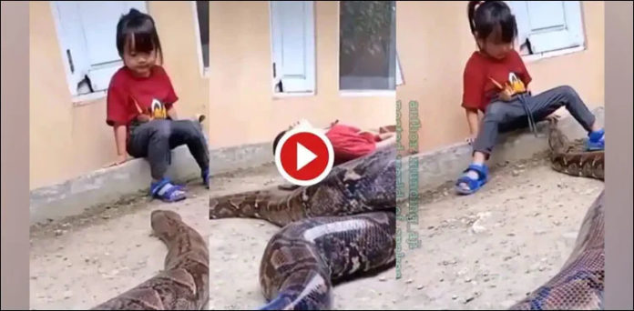 Two-year-old boy plays with giant snake in viral video