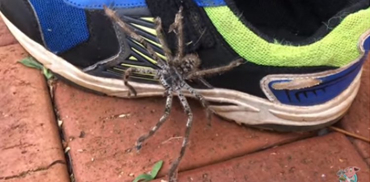 huntsman spider, spider, scary video, viral video