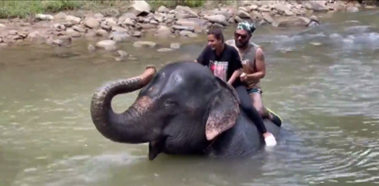 iqra aziz, yasir hussain, viral elephant