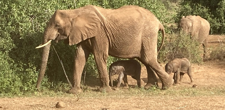 twin elephants, elephants, kenya