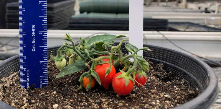 Tomatoes space NASA