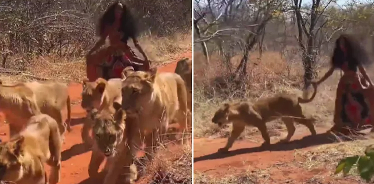 viral video, lionesses, pack of lionesses, viral