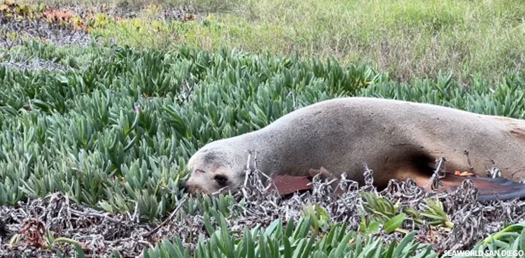 sea lion highway motorists traffic viral video