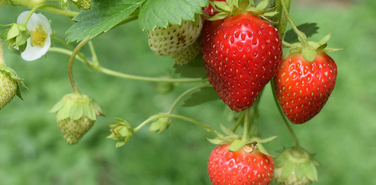 strawberries Hepatitis