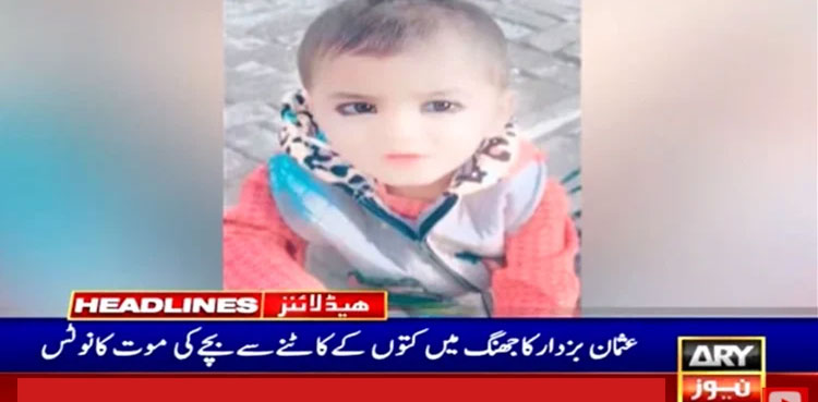 Stray dogs kill child Punjab Jhang