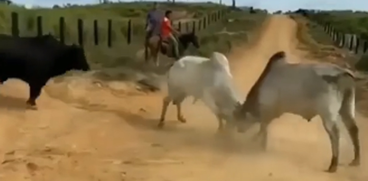 viral video, viral, bull, animals, oxes