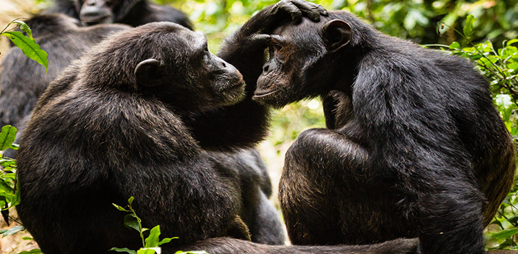 Insect, chimpanzee, Gabon, chimpanzees