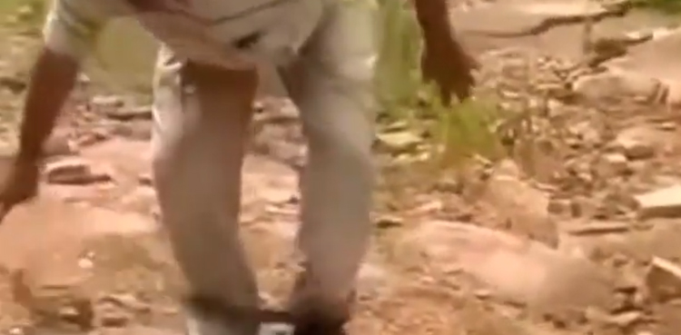 snake, snake release, viral, video, viral video,