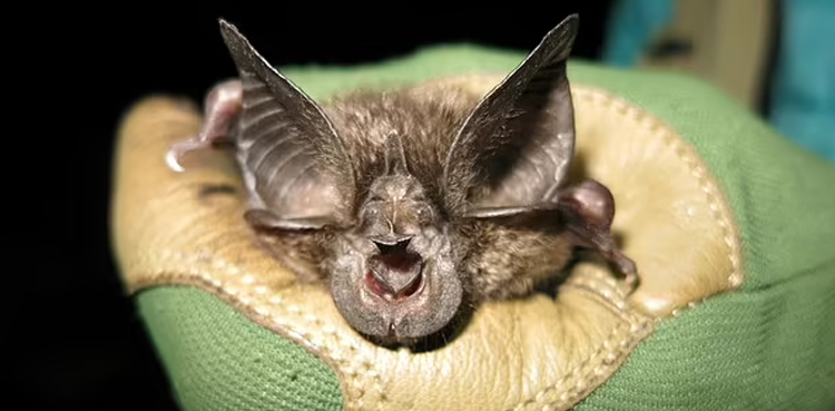 Extinct bat, specie, Africa, after 40 years