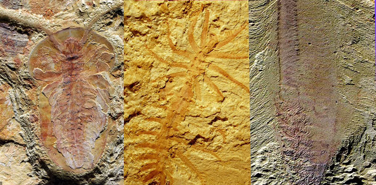 Fossils, China, 250 species, 500 Million-years