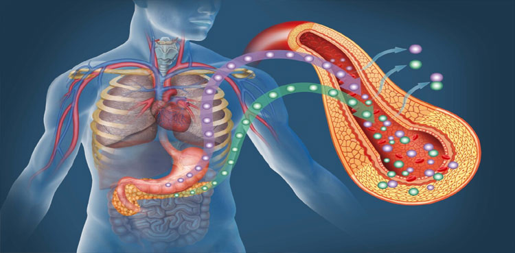 Diabetes, Insulin, Glucose, Ultrasound