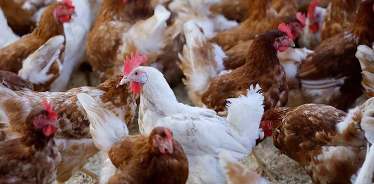 Bird flu puts organic chickens into lockdown