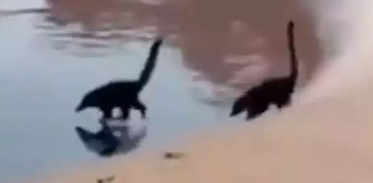 dinosaur, eerie video, video, viral video, dinosaur video