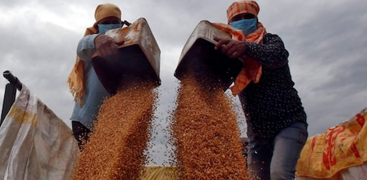 india, wheat, india wheat production, wheat production