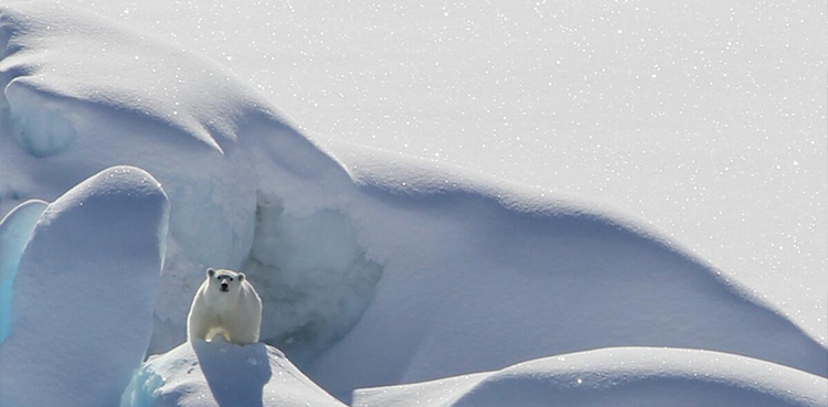 polar bears, greenland, arctic sea ice