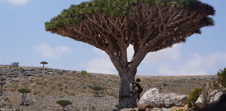 dragon blood tree