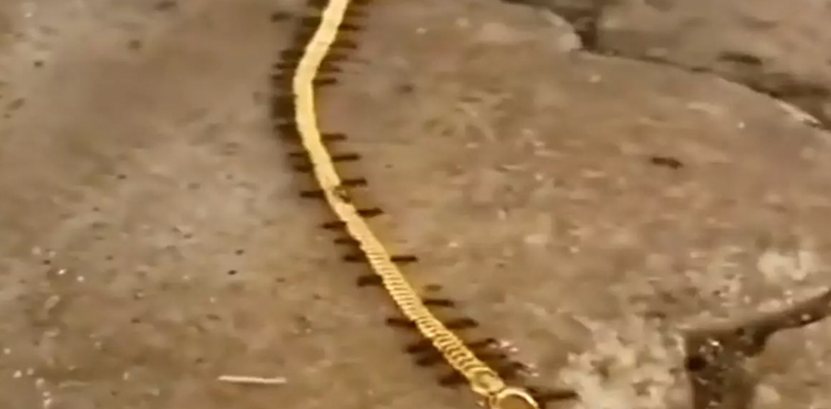 viral video, ants, gold necklace,