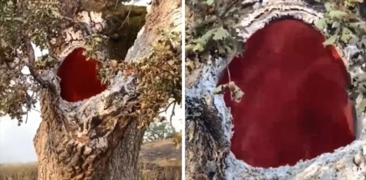 Viral Tree Burns From Inside After Lightning Strike 