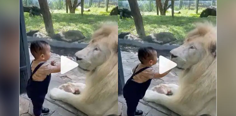 fearless-boy-tries-to-touch-lion-video-goes-viral