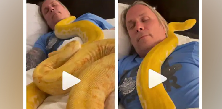 pythons, python video, viral video, viral, video