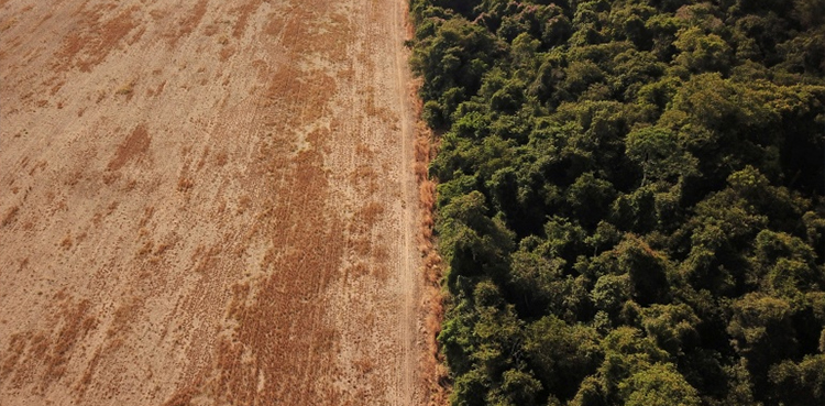 Brazil, Amazon, deforestation record