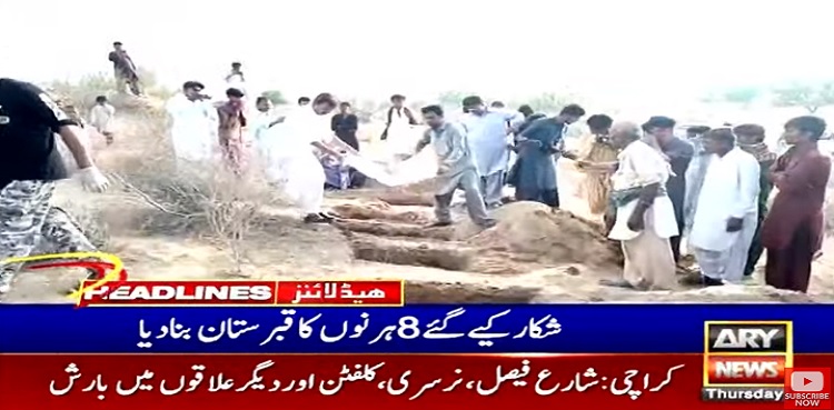 tharparkar deer buried